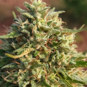 Feminized Northwest CBD seeds